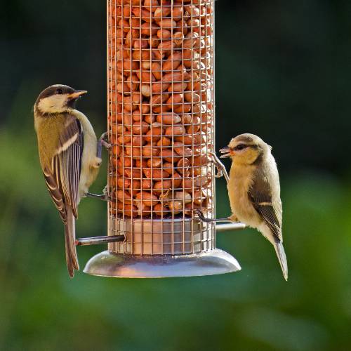 peanut feeder with great tits